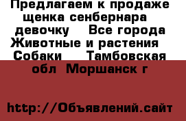 Предлагаем к продаже щенка сенбернара - девочку. - Все города Животные и растения » Собаки   . Тамбовская обл.,Моршанск г.